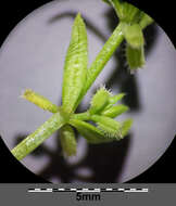 Image of yellow wall bedstraw