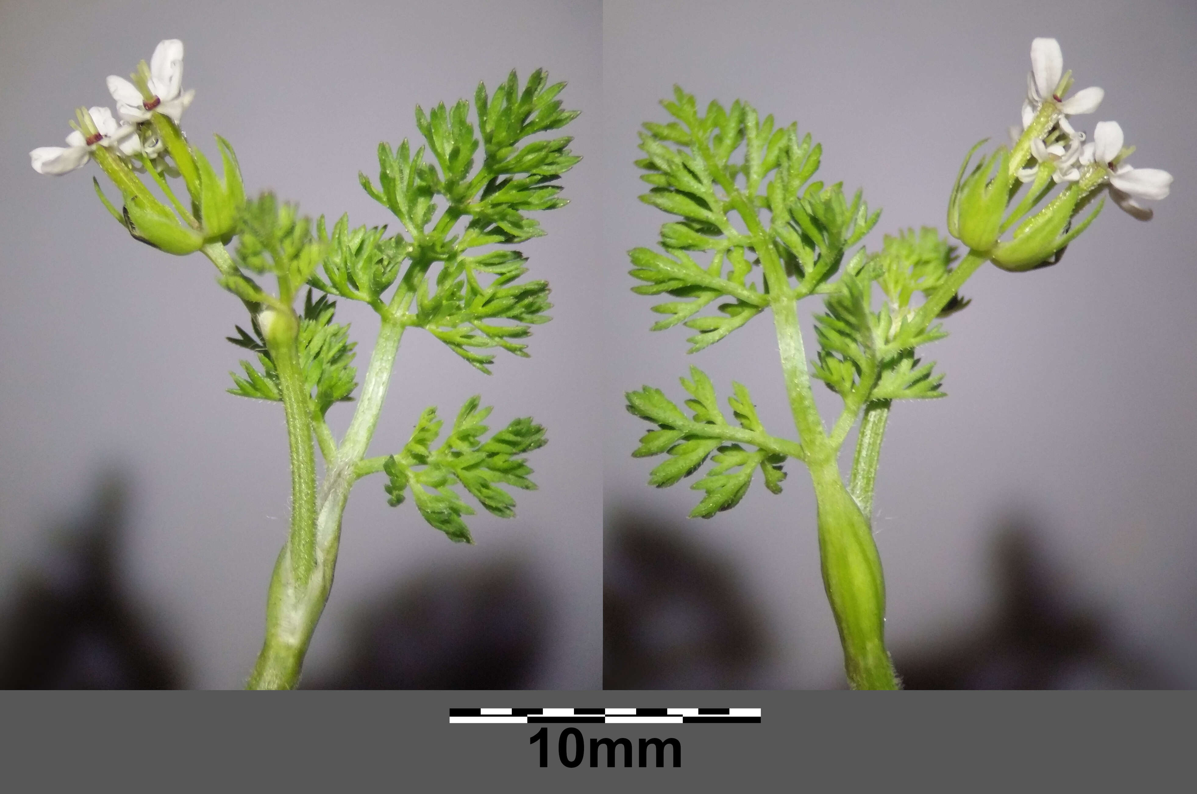 Imagem de Scandix pecten-veneris L.