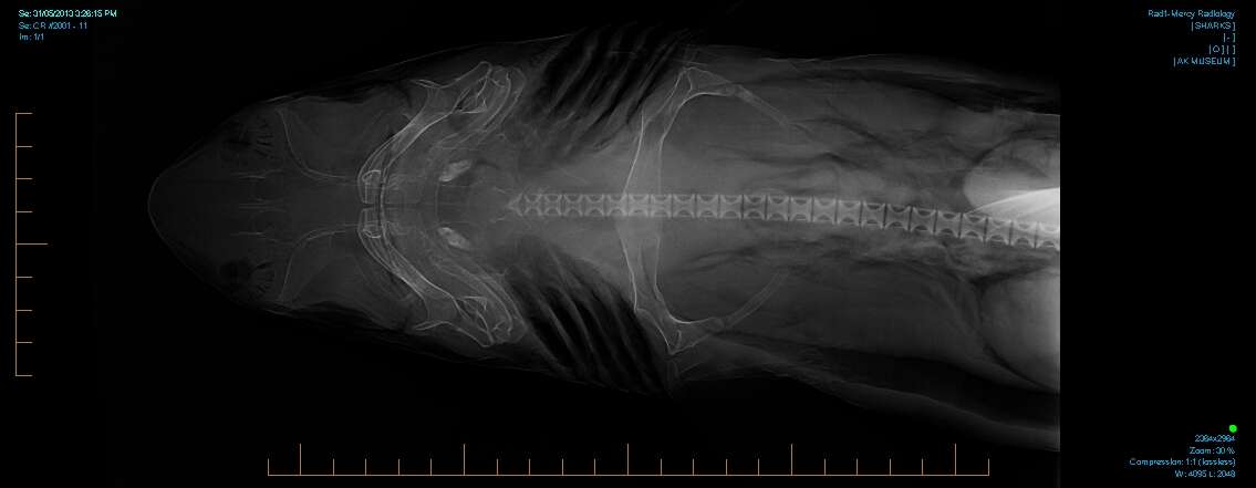 Image of Kermadec Spiny Dogfish