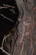 Image of Gehyra versicolor Hutchinson, Sistrom, Donnellan & Hutchinson 2014