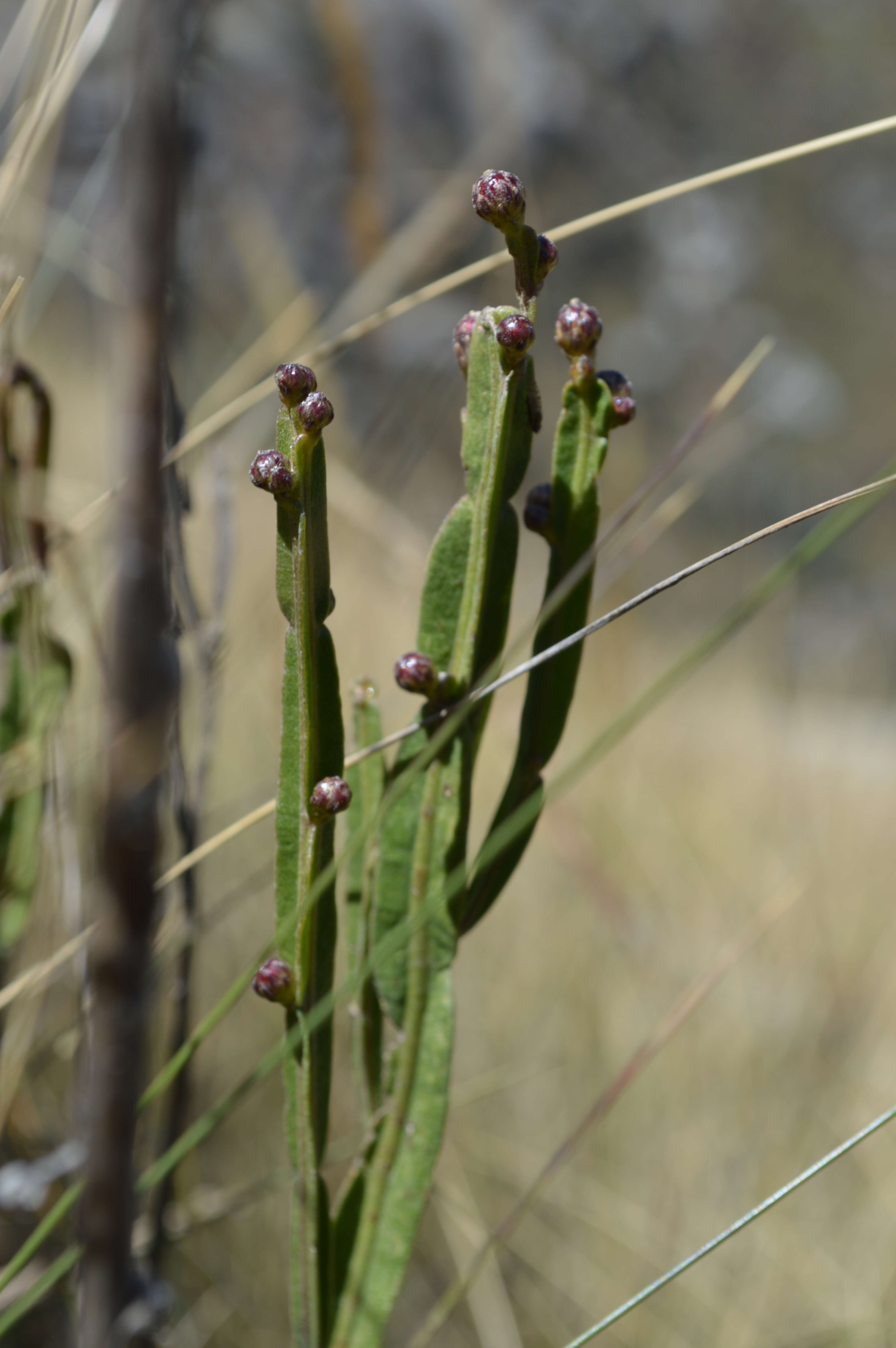 Image of Baccharis genistelloides