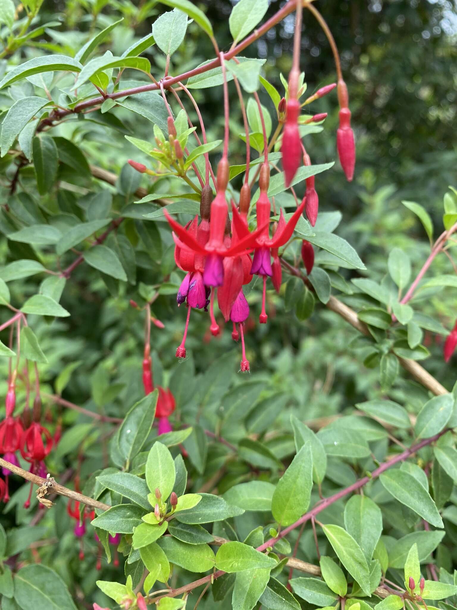 Fuchsia magellanica Lam. resmi