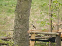 Image of Whinchat