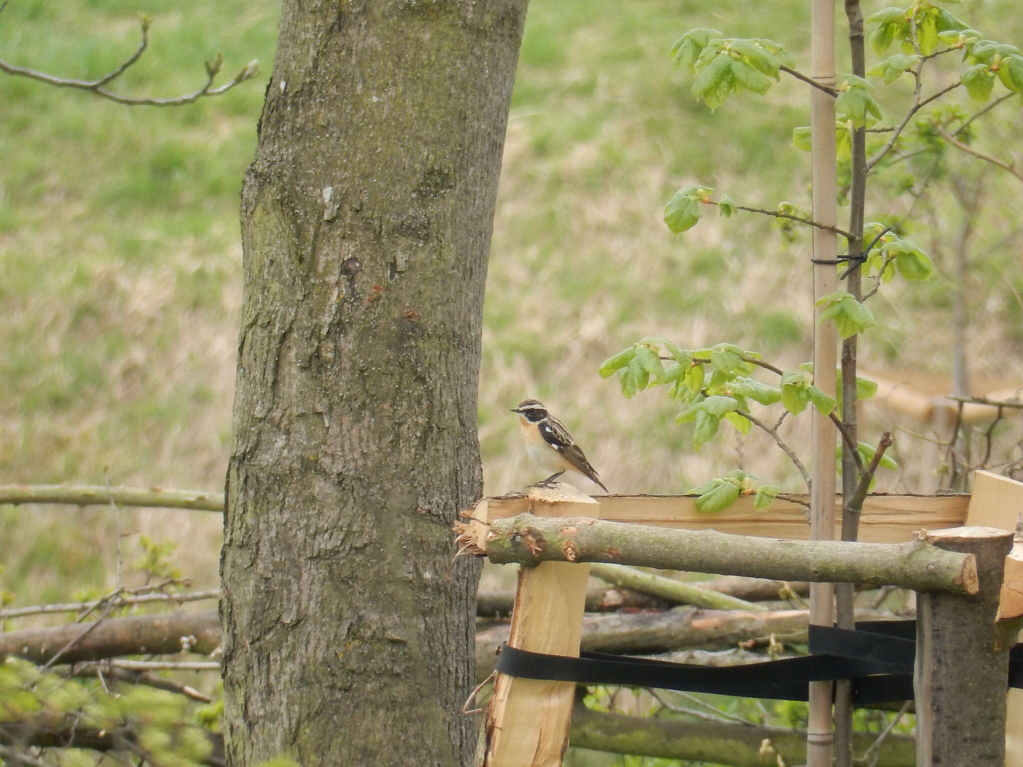 Image of Whinchat