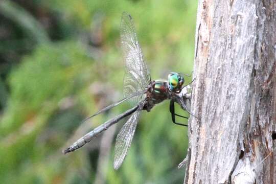 Image of Williamson's Emerald