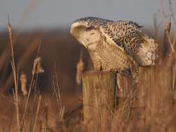 Image of Snowy Owl