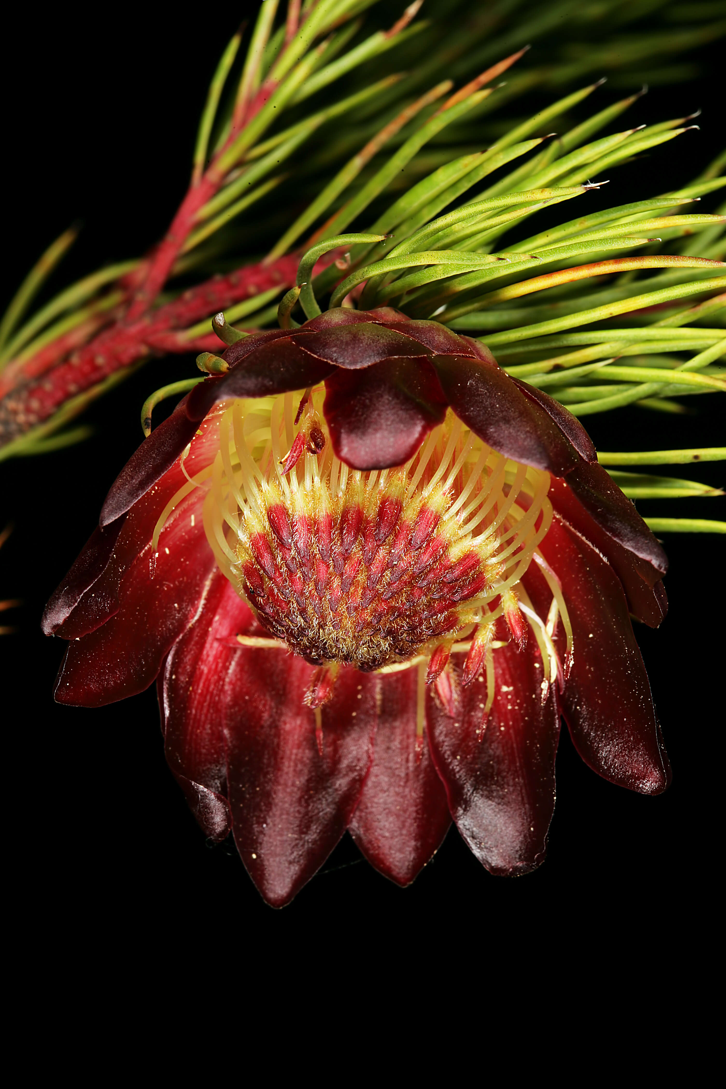 Image of Protea nana (Berg.) Thunb.