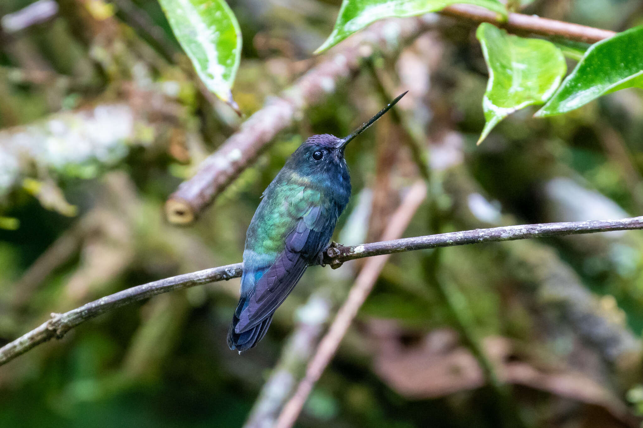 Doryfera johannae (Bourcier 1847) resmi