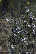 Image of Boronia ramosa (Lindley) Benth.