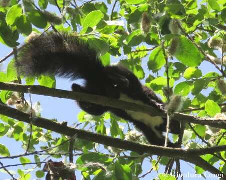 Image of Sciurus meridionalis