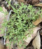 Image de Trifolium bifidum A. Gray