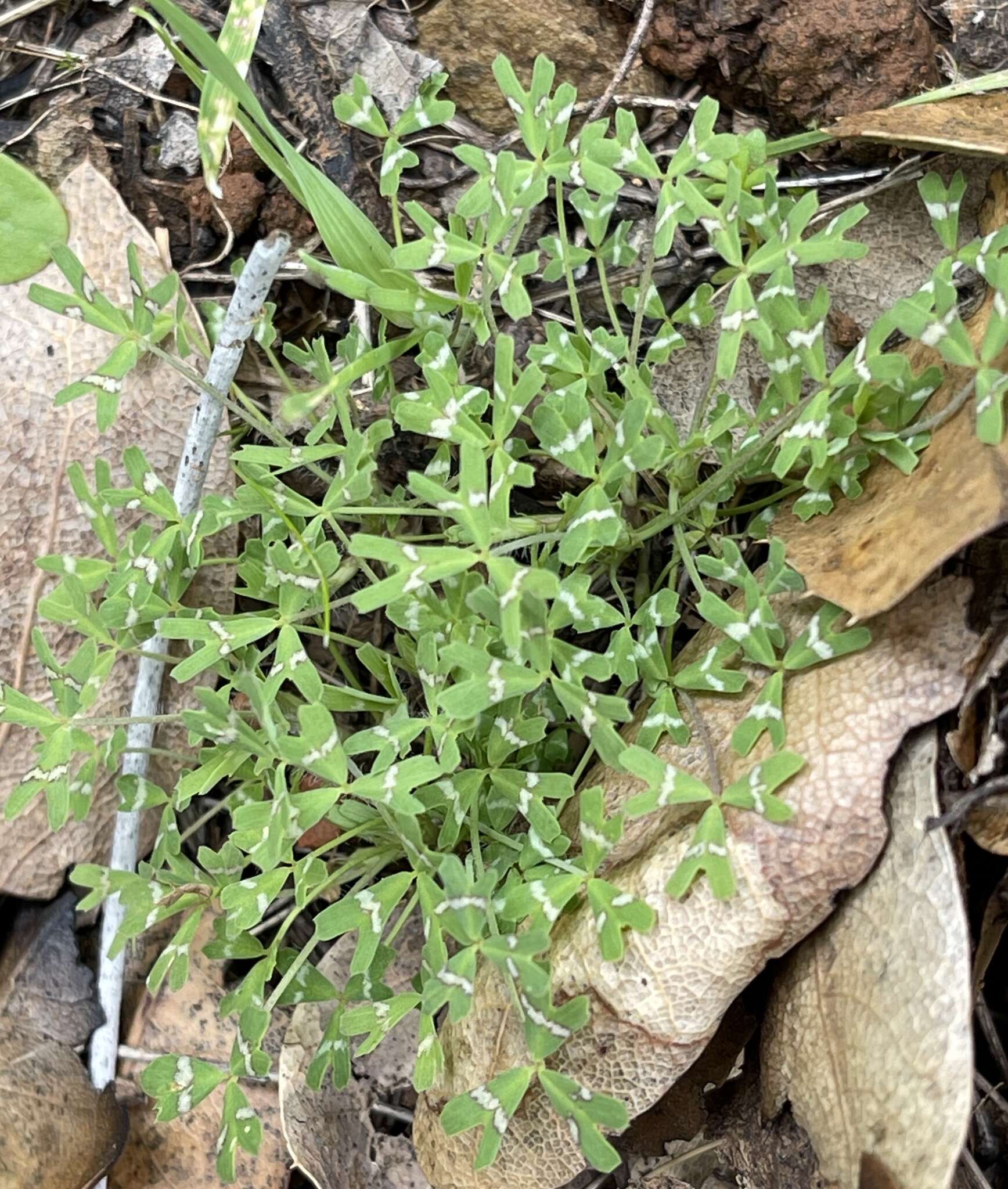 Image de Trifolium bifidum A. Gray