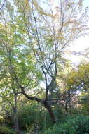 Image of Carpinus turczaninowii