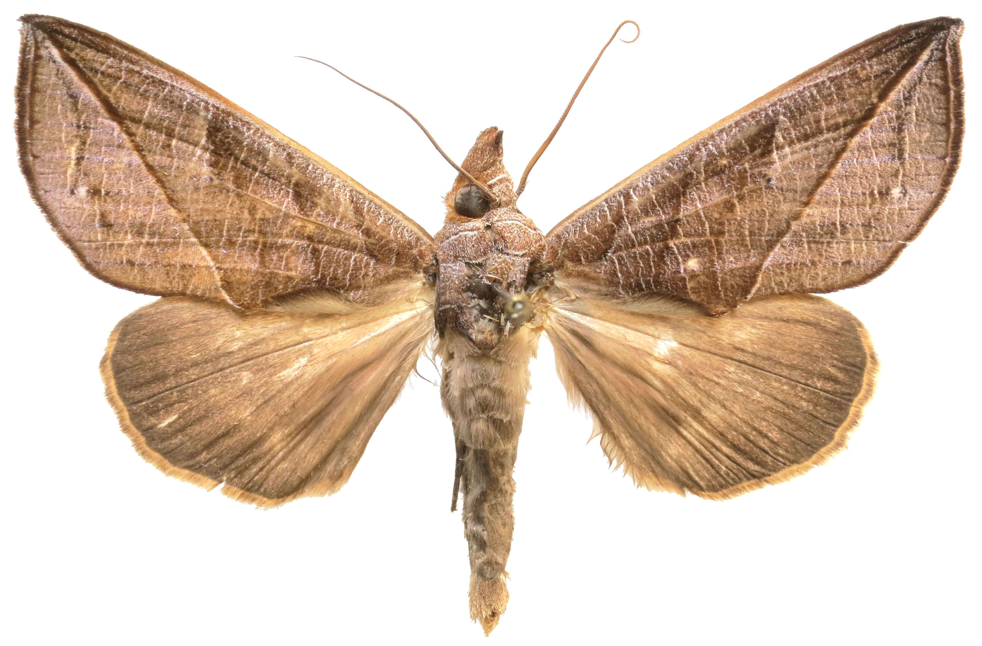 Image of Calyptra orthograpta Butler 1886