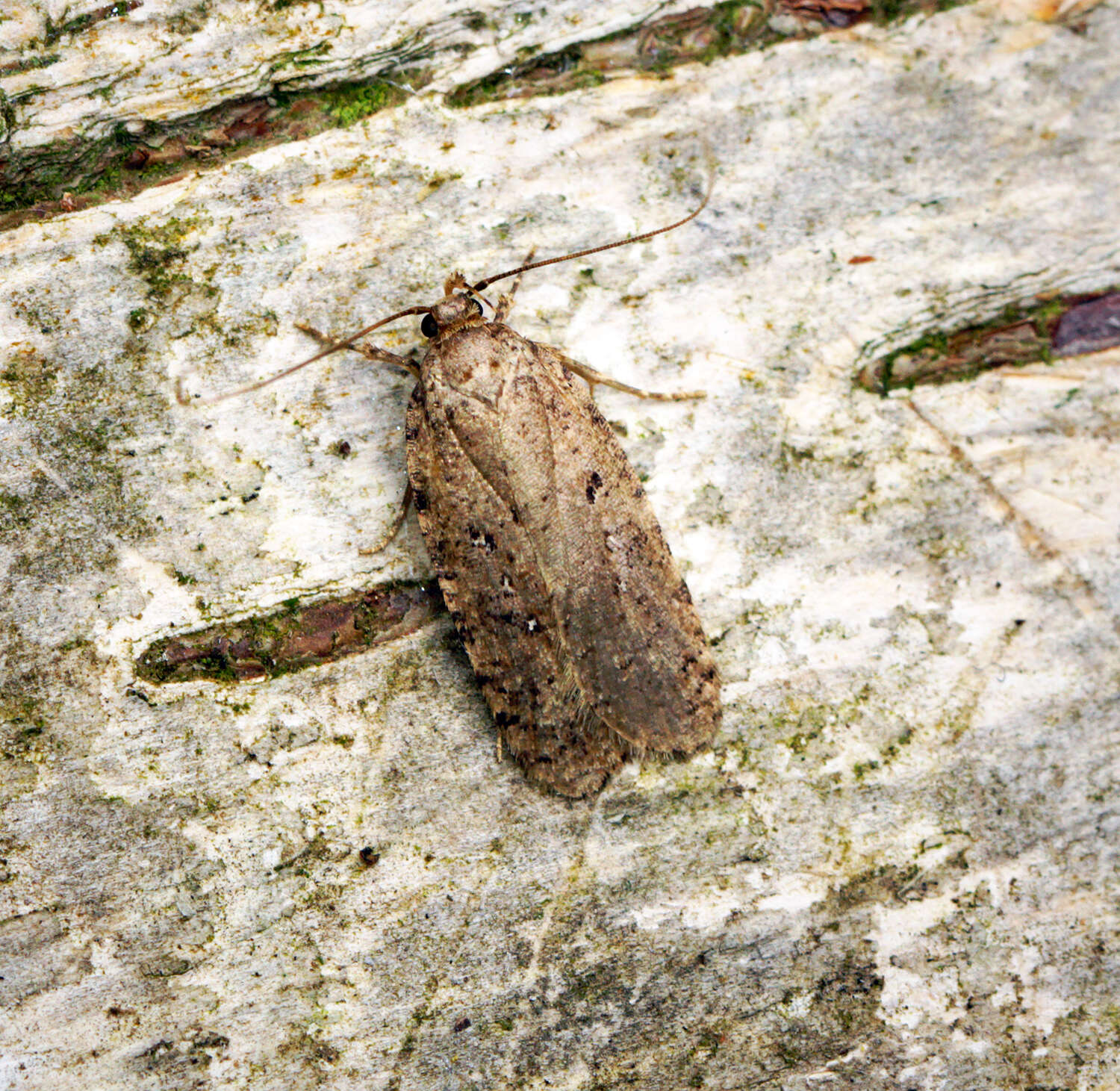 Image of Agonopterix heracliana Linnaeus 1758