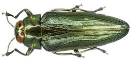 Image of Jewel beetle