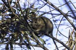 Image of Big-eared Woodrat