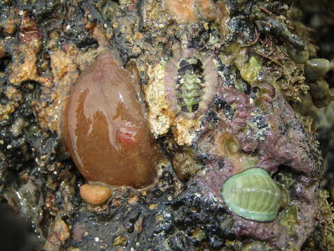 Image of Orange-tipped sea squirt