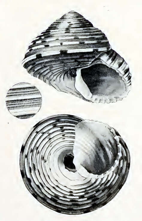 Image of Eurytrochus maccullochi (Hedley 1907)