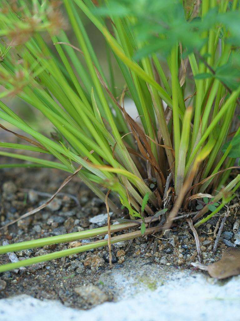 Image of Cyperus tenuispica Steud.