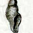 Image of Daphnella casta Hinds 1844