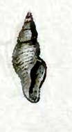 Image of Daphnella casta Hinds 1844