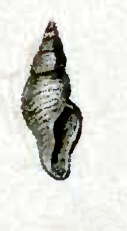 Image of Daphnella casta Hinds 1844