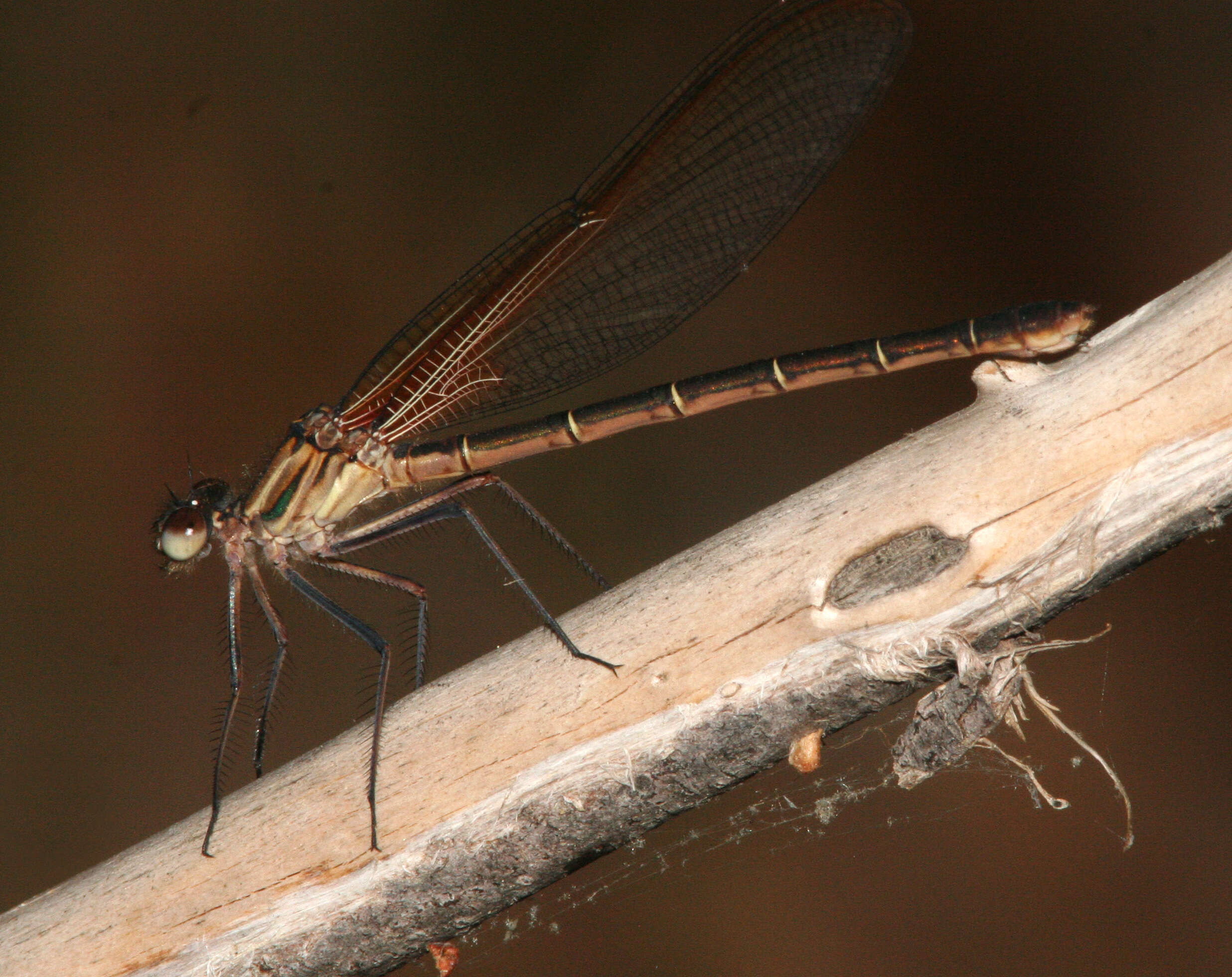 Image of Canyon Rubyspot