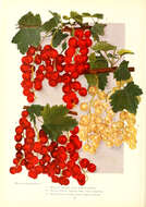 Image of Red Currant