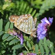 Image of High brown fritillary