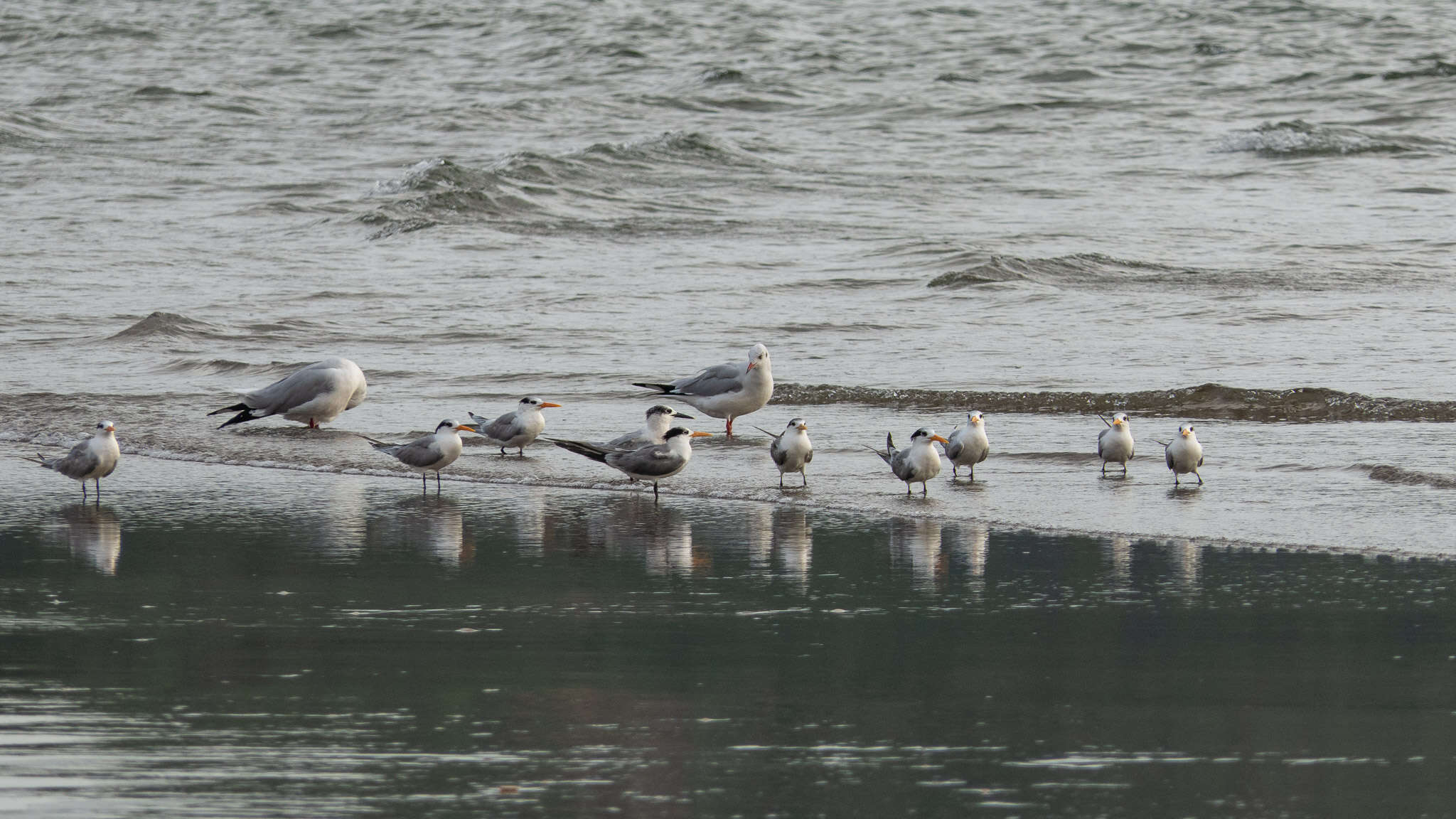 Image of Lesser Crested Tern