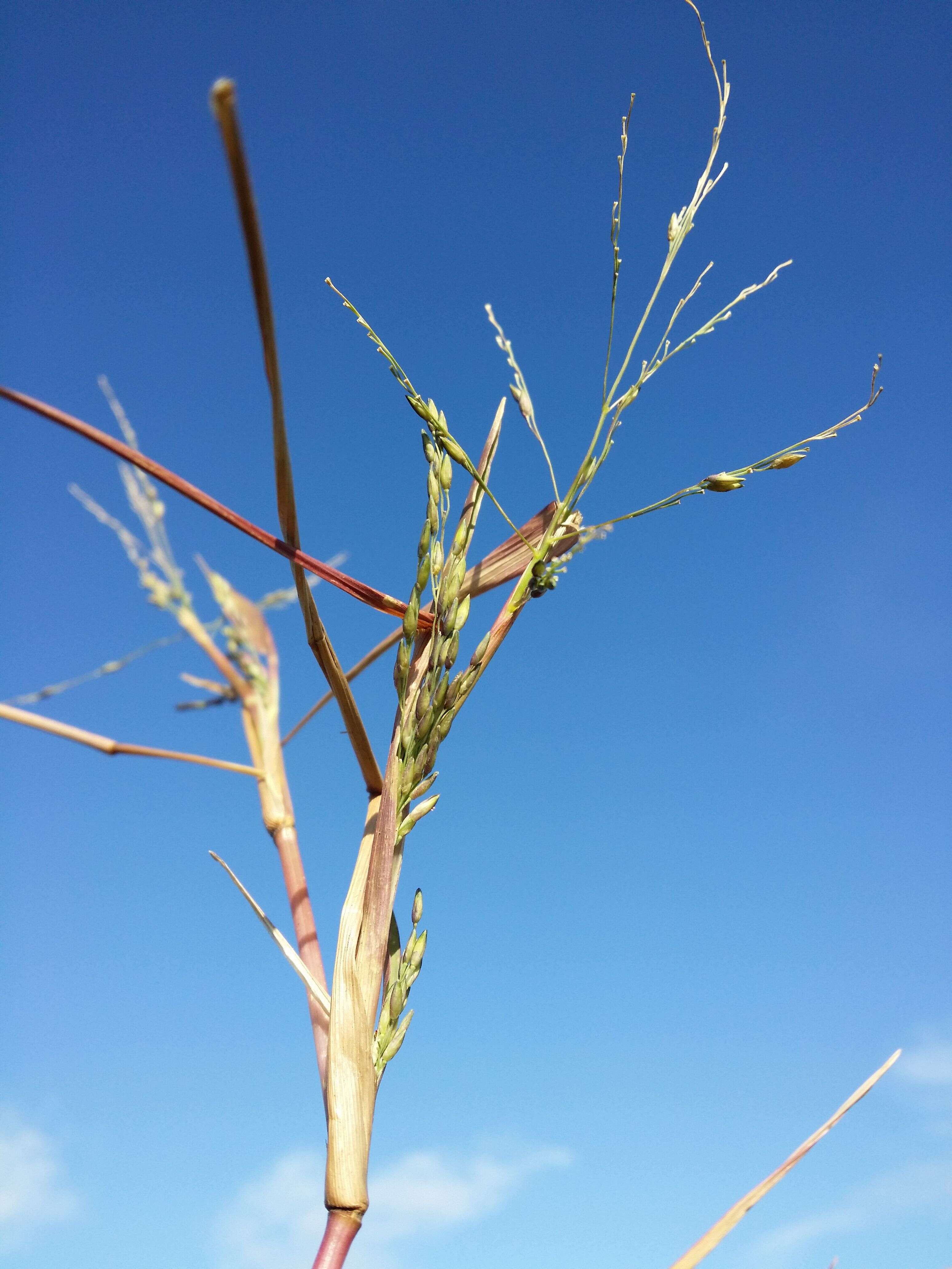 Panicum dichotomiflorum Michx. resmi