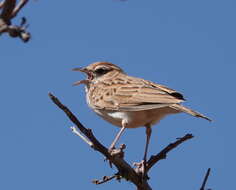 Image of Fawn-colored Lark