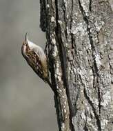 Image of Eurasian Nuthatch