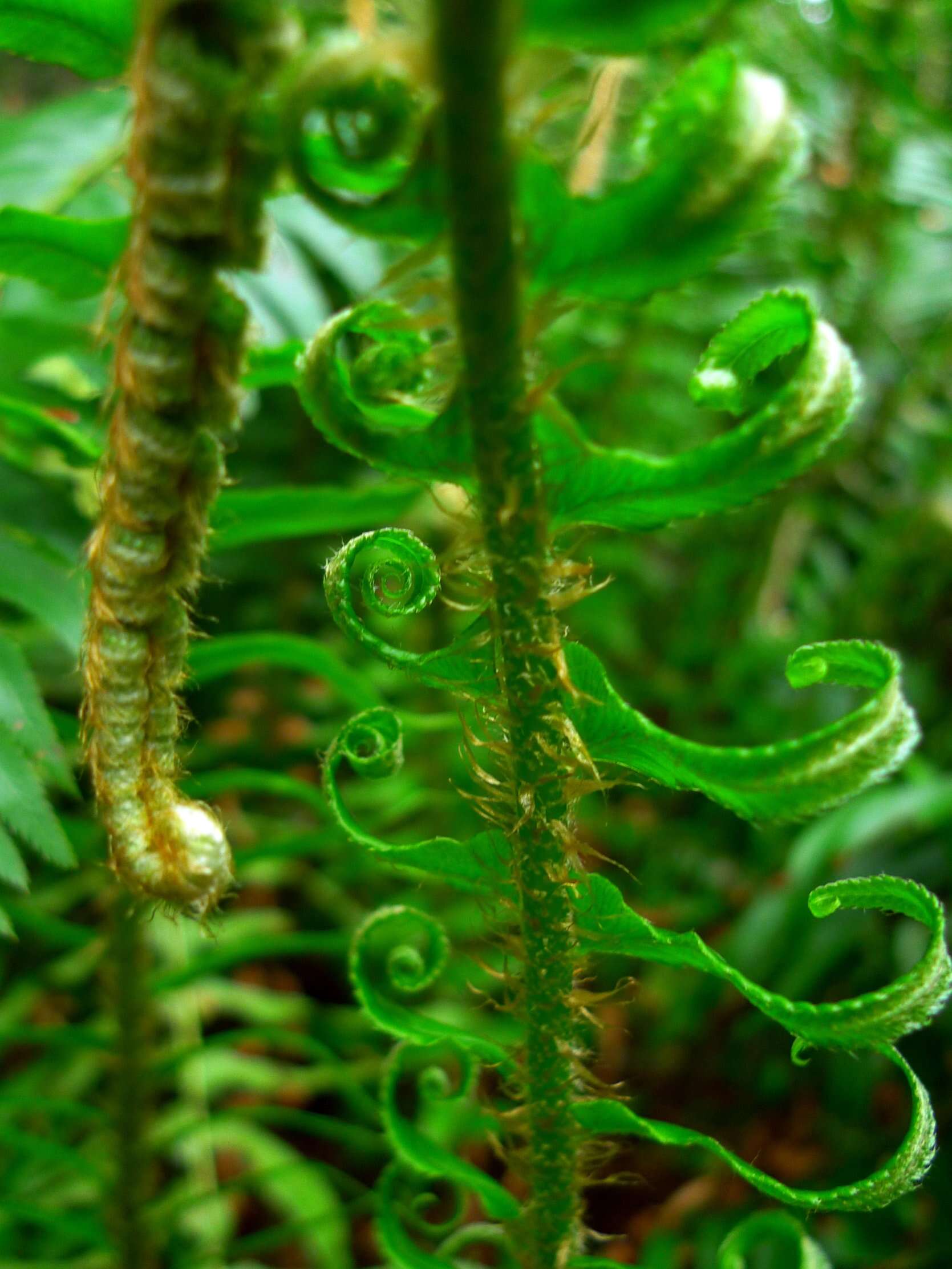 Image of Pteridophyta