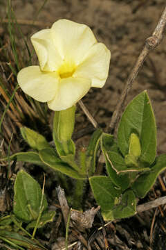 Image of Natal primrose