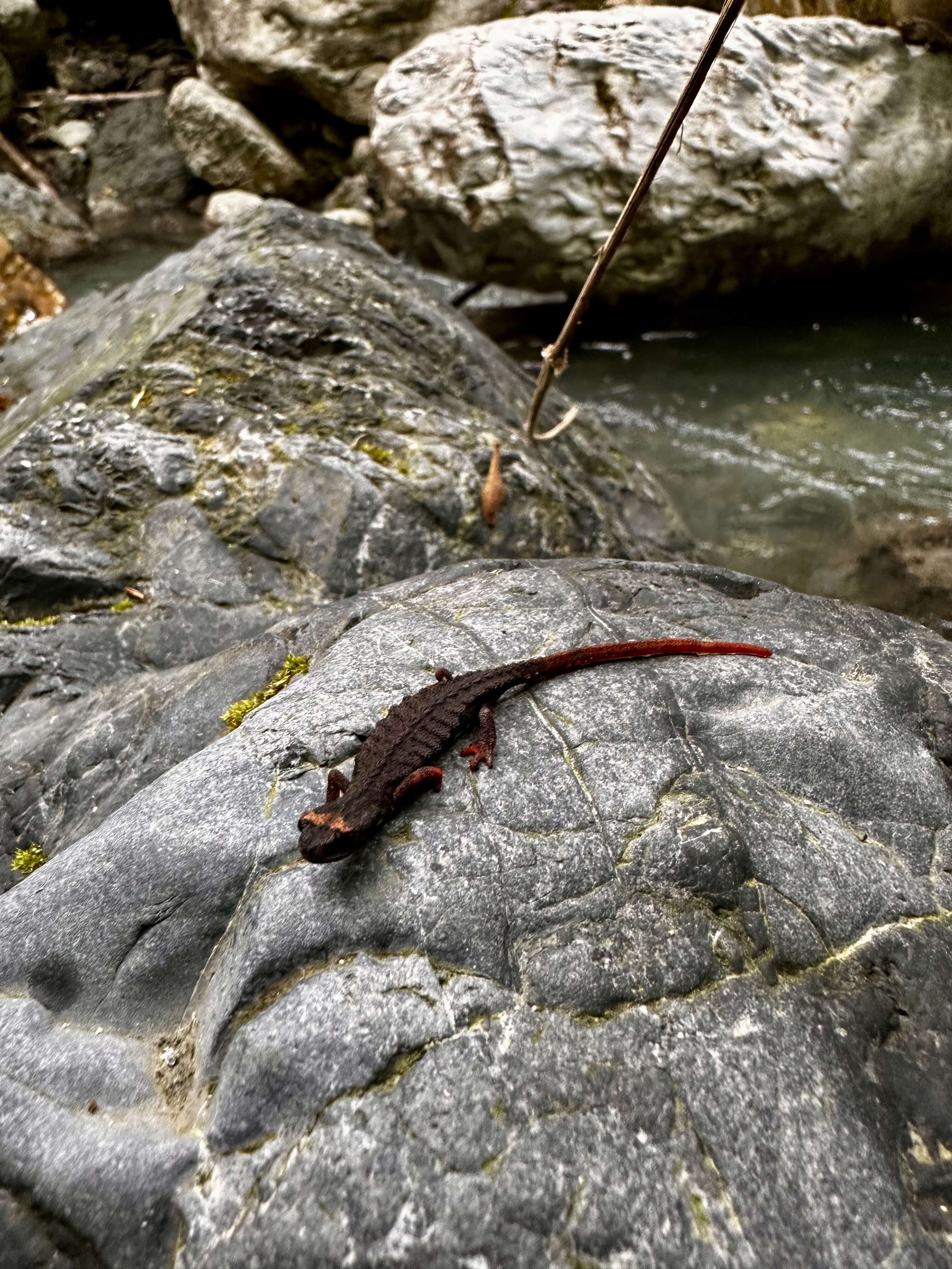 Image of spectacled salamander