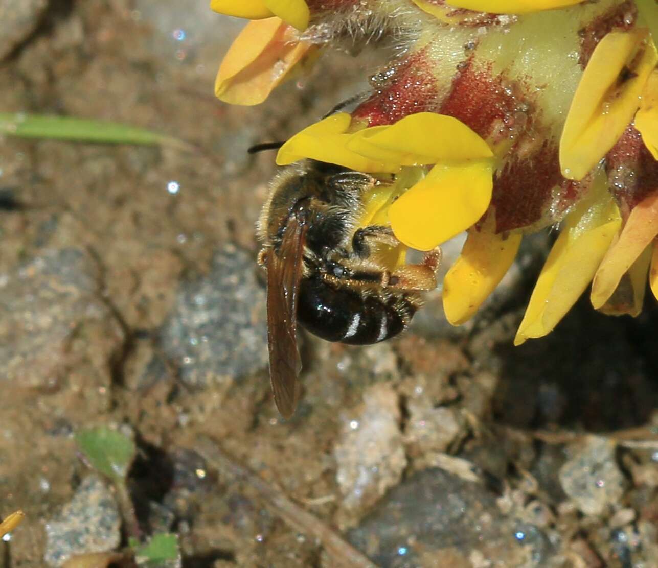 Image of Andrenine bee