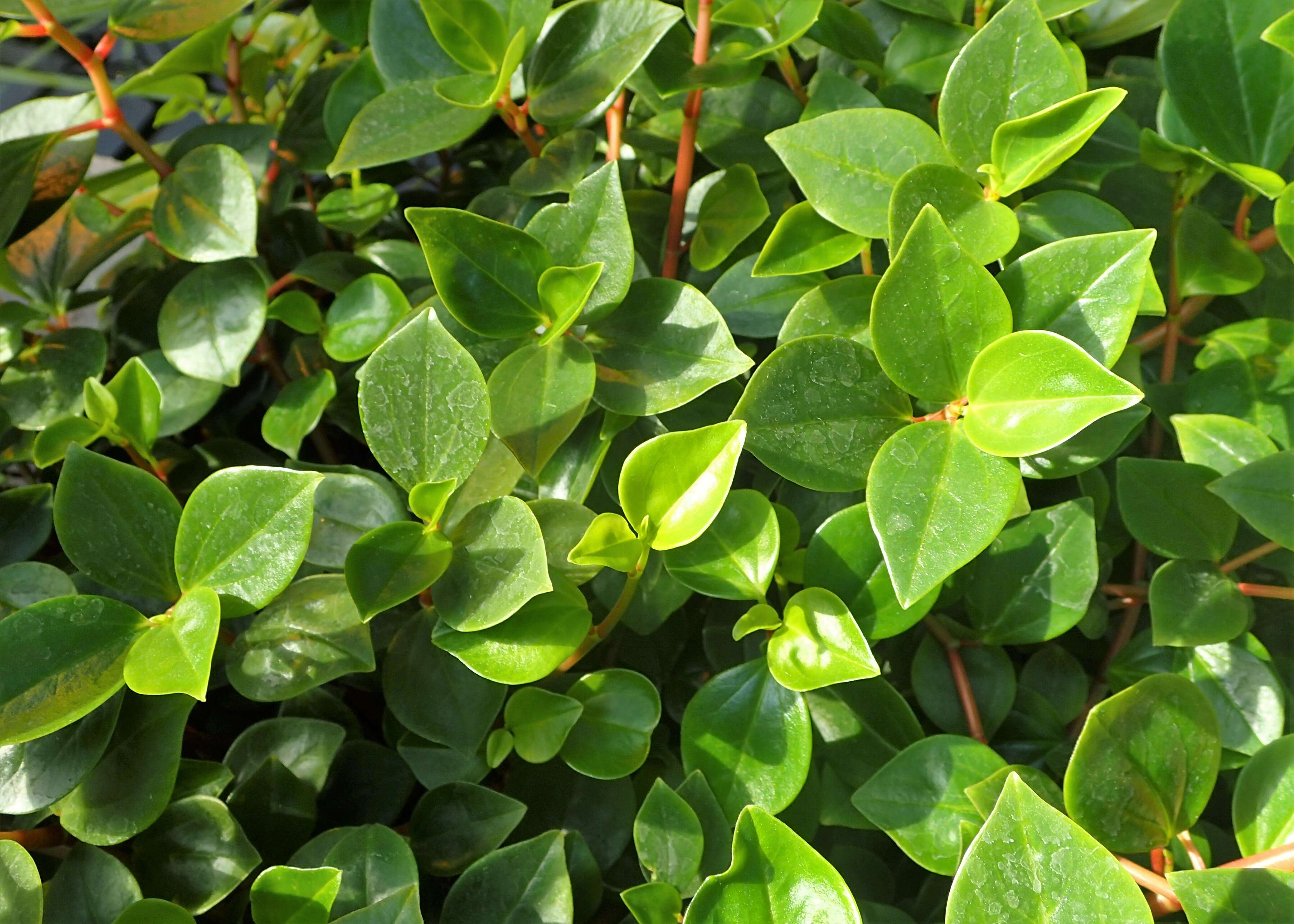 Image of cypress peperomia