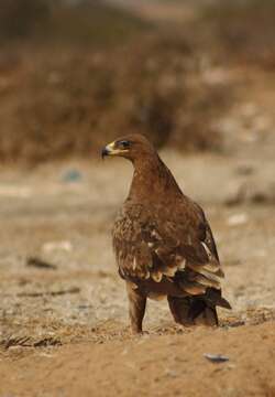 Image of Steppe Eagle