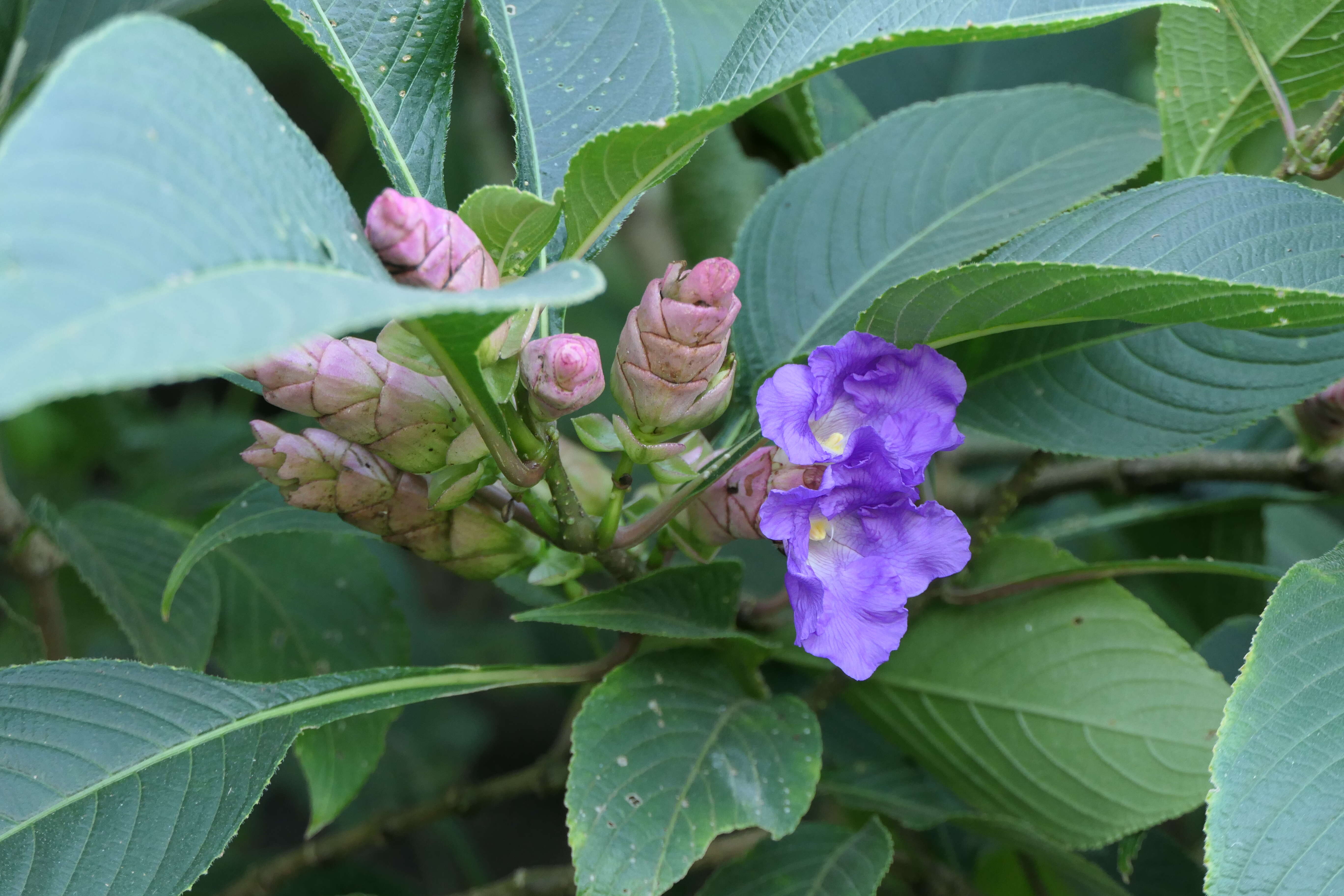 Image of Strobilanthes callosa Wall. ex Nees