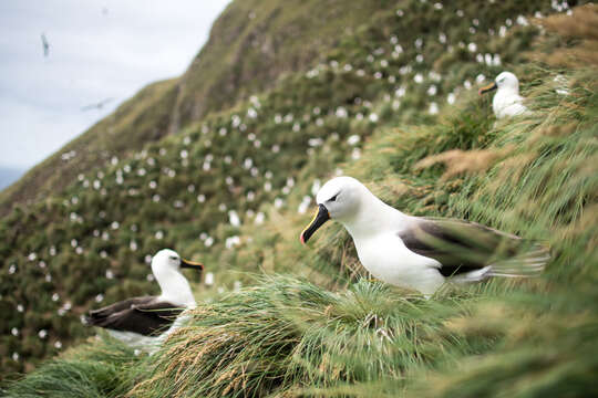 Image of Indian Yellow-nosed Albatross