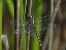 Image of Eastern Swamp Emerald