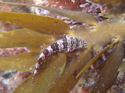 Image of Hector's clingfish