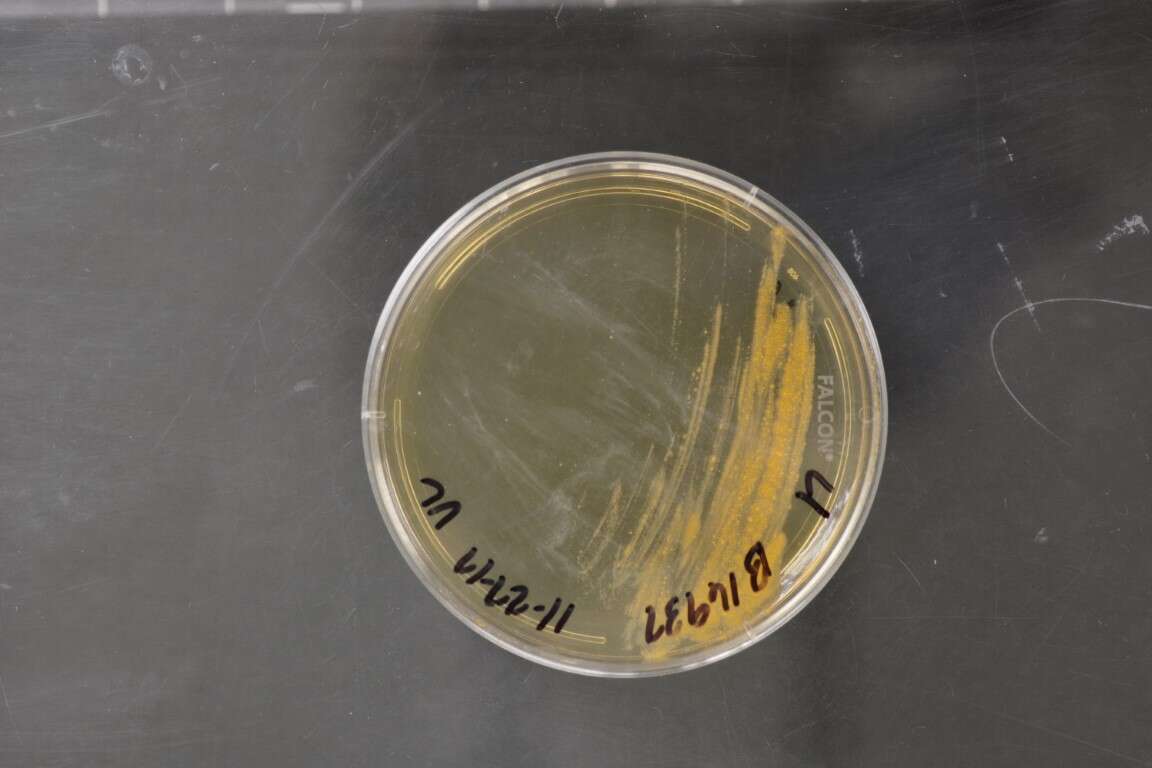 Image of Rhodococcus