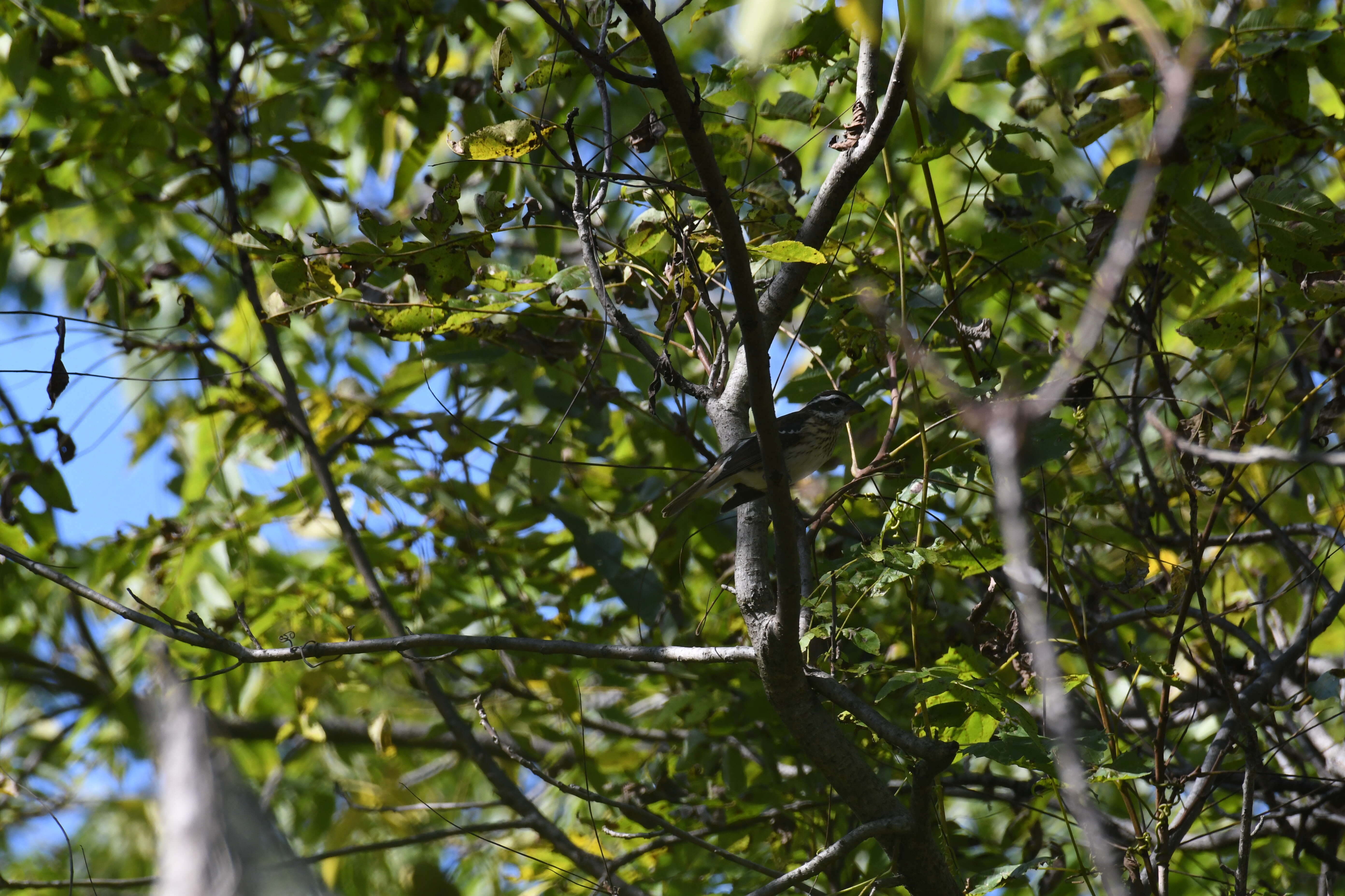 Image of Rose-breasted Grosbeak