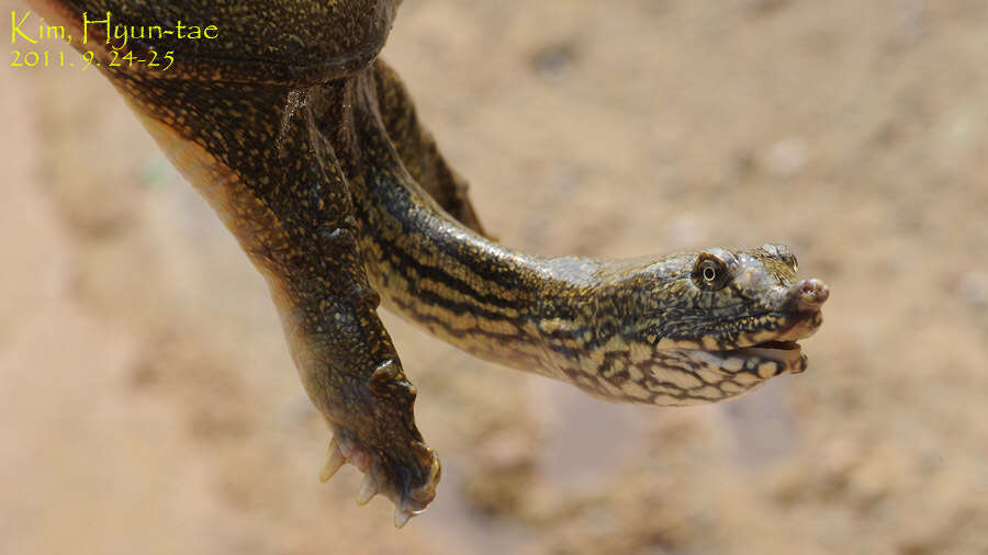 Image of Northern Chinese softshell turtle