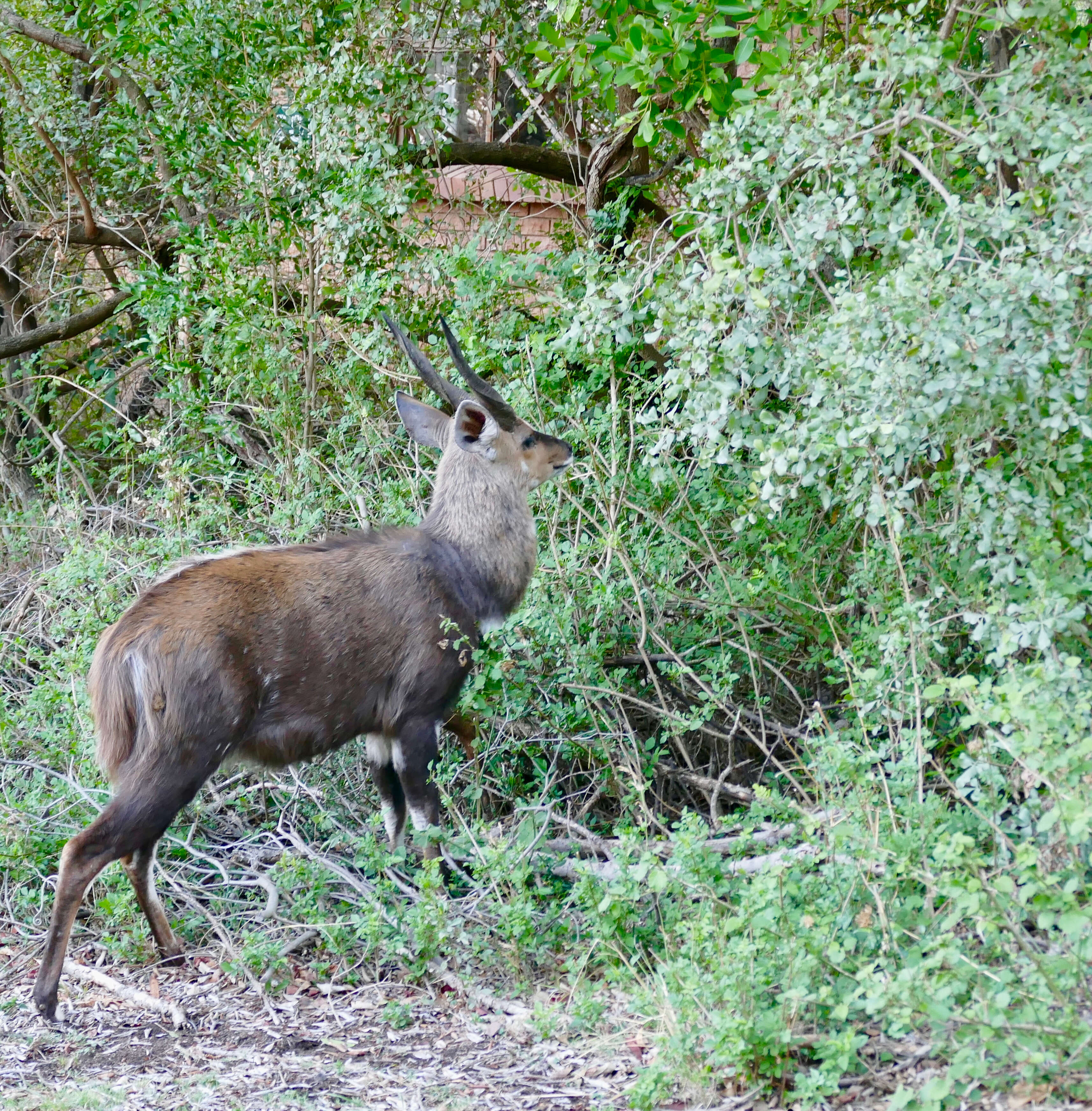 Image of Tragelaphus sylvaticus