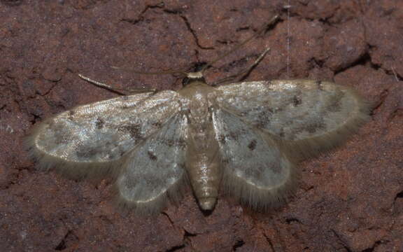 Image of Idaea minuta Schaus 1901