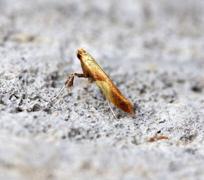 Image of Caloptilia alchimiella (Scopoli 1763)